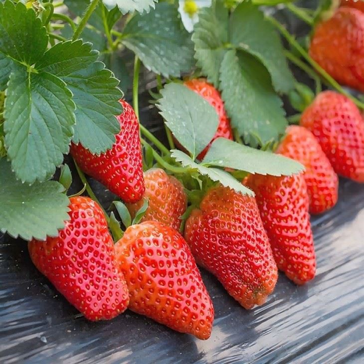 Frèz sèk pa gen sik ajoute