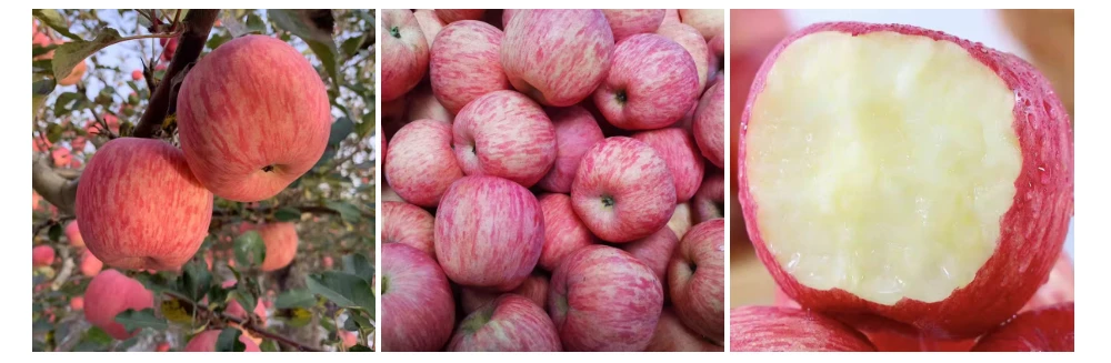 Juicy and Crispy Apple Juicy and Crispy Apple