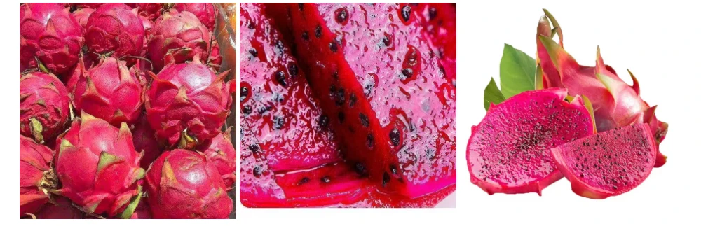 fresh pitaya fresh pitaya