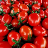 IQF tomat Cherry